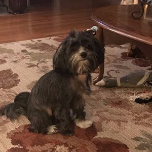 Meet your Posher, Brandi